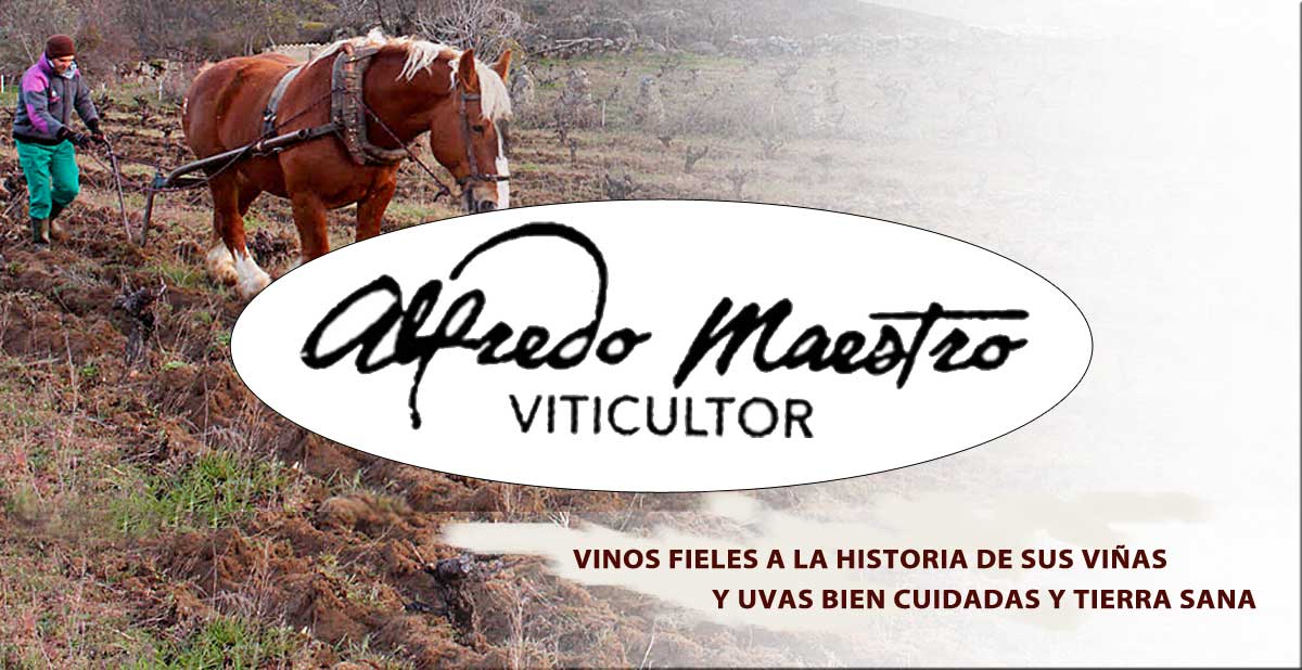 Bodega Alfredo Maestro Viticultor